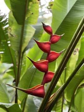 Image of Dwarf Jamaican Heliconia