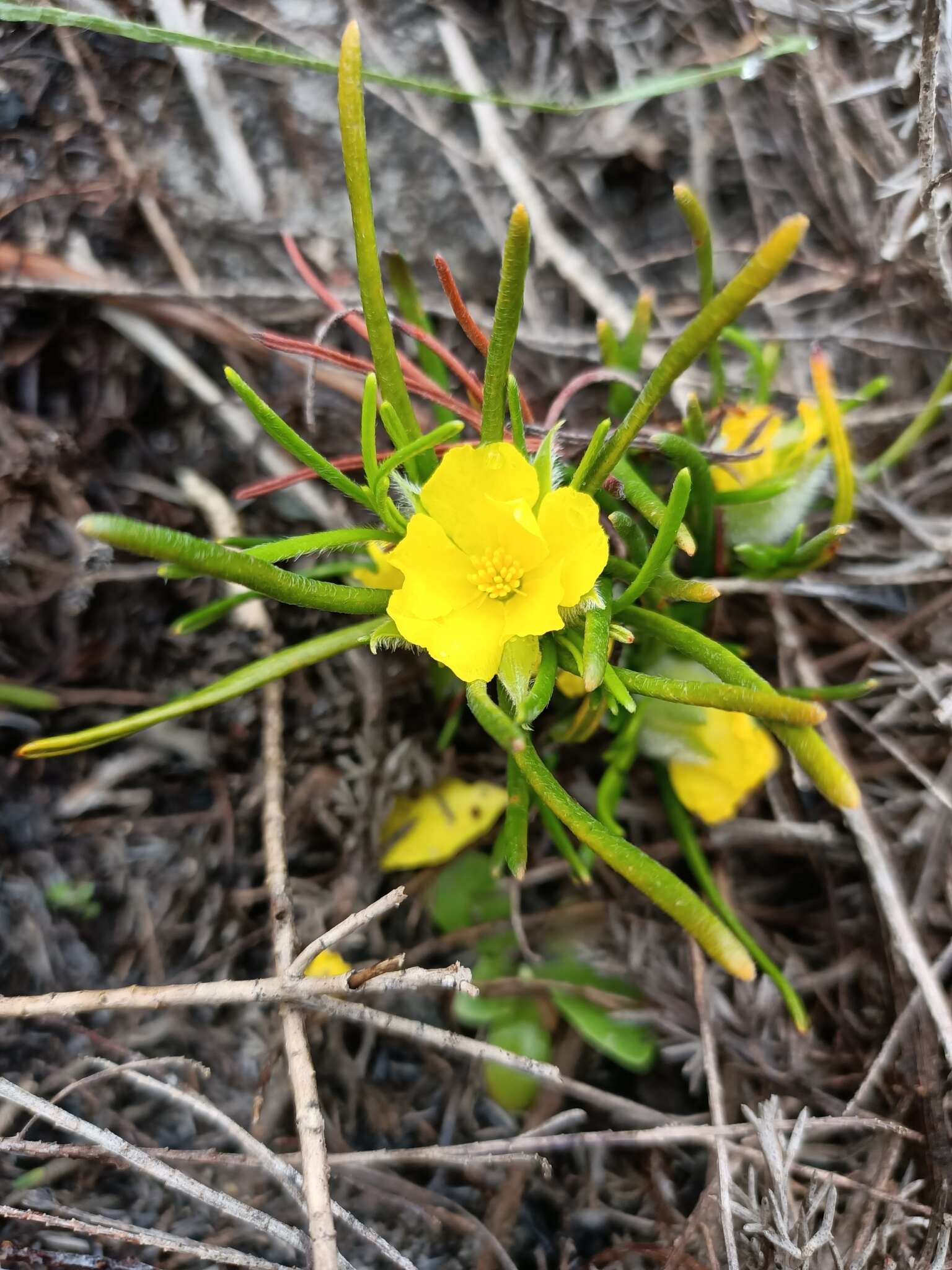 Image of Hibbertia huegelii (Endl.) F. Müll.