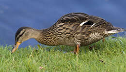 Image of Common Mallard