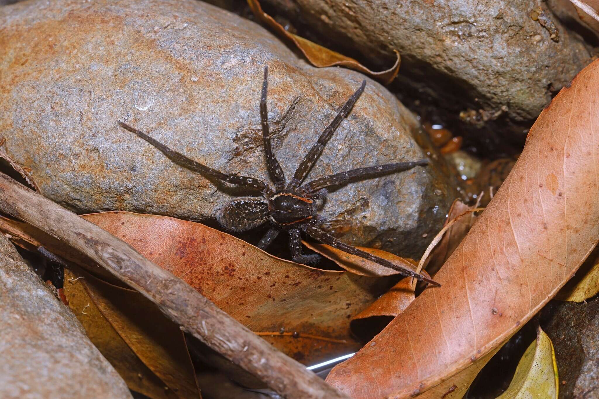 Image of Dolomedes briangreenei Raven & Hebron 2018