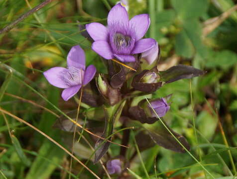 Image of field gentian