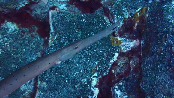 Image of Atlantic cornetfish