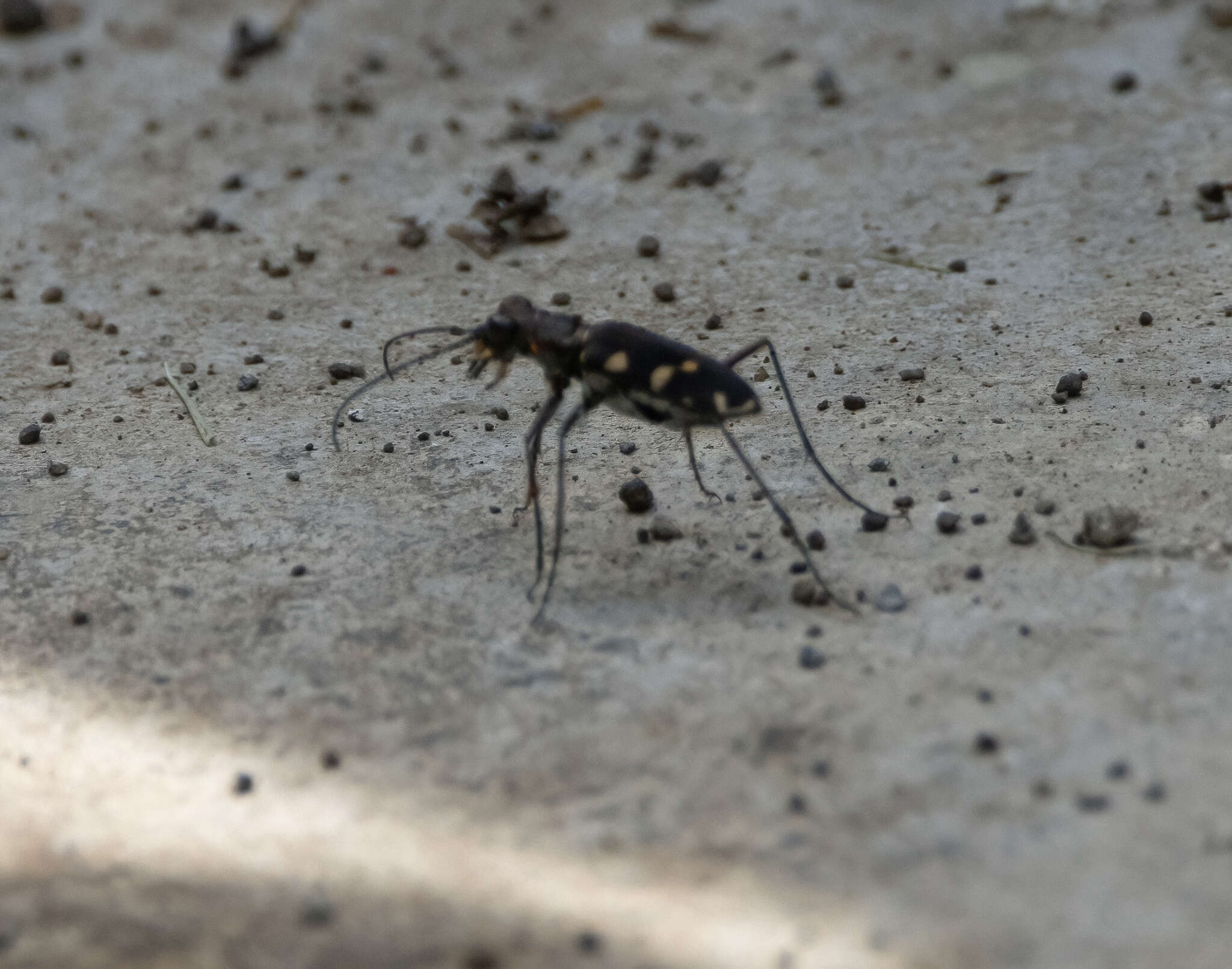 Image of Cicindela (Calomera) decemguttata Fabricius 1801