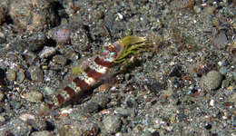 Image of Broad-banded shrimpgoby