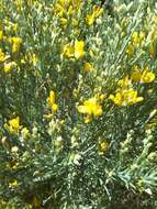 Image of Genista microphylla DC.