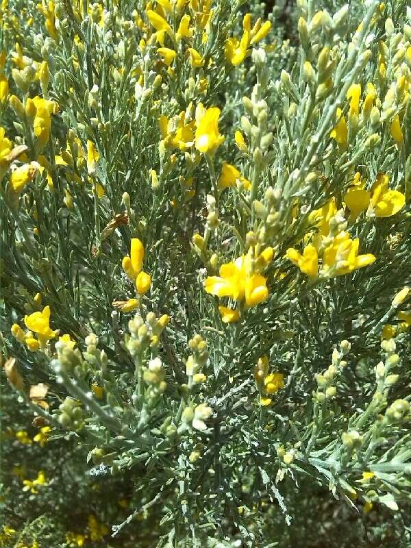 Image of Genista microphylla DC.