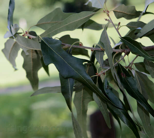 Слика од Quercus phellos L.