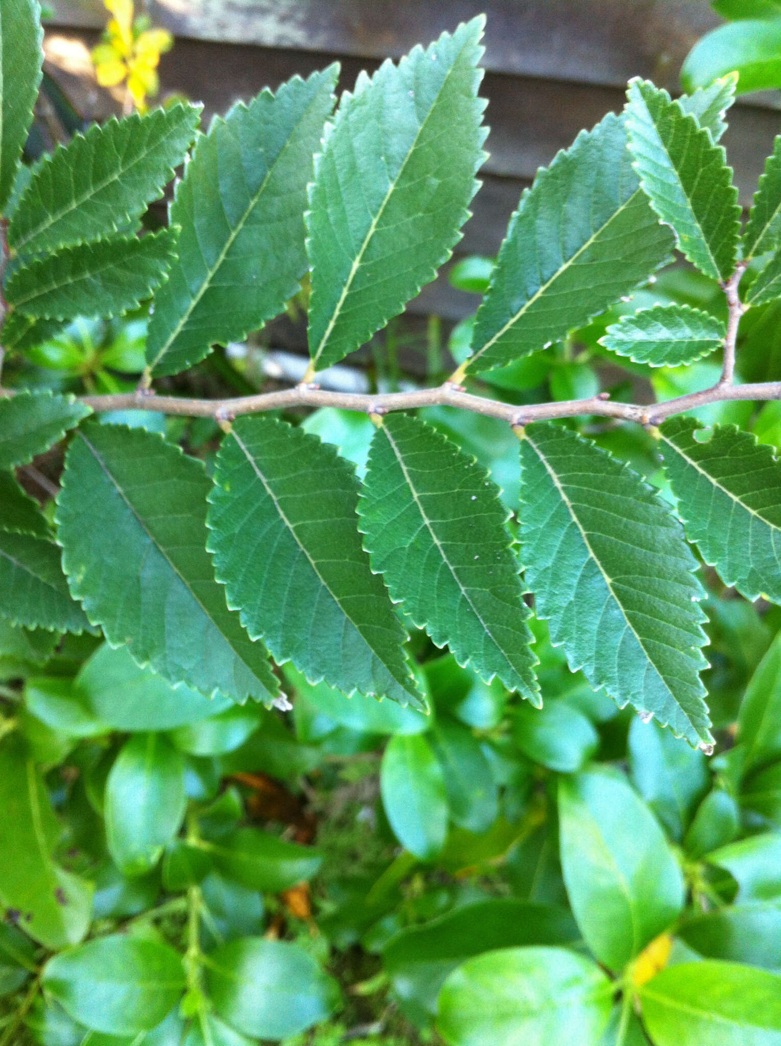 Imagem de Ulmus parvifolia Jacq.