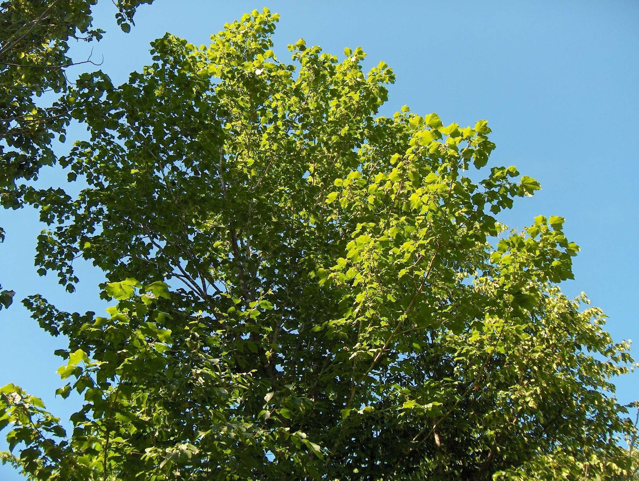 Image of Black Maple