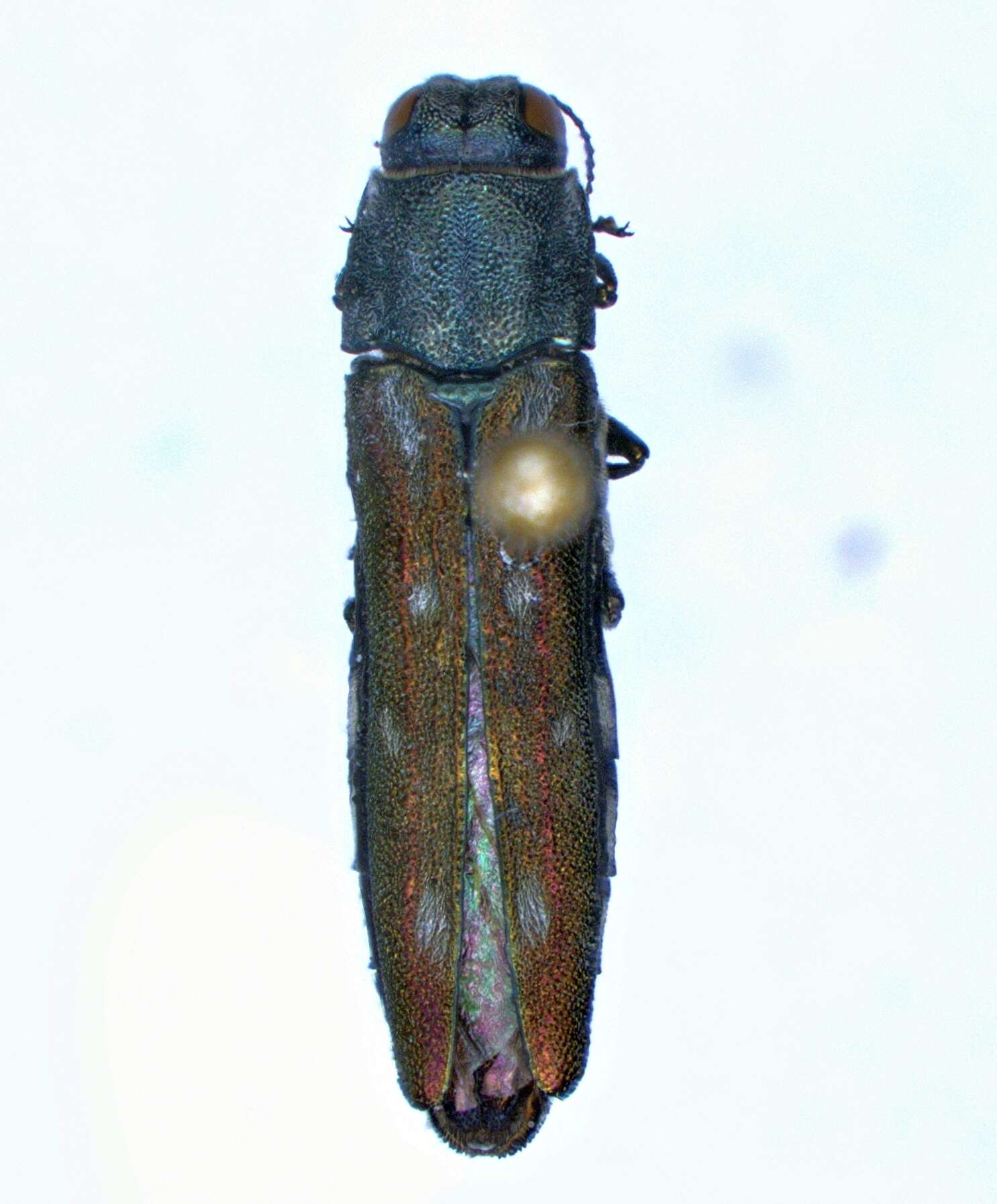 Image of Agrilus walsinghami Crotch 1873