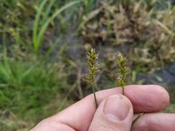 Image de Carex spicata Huds.