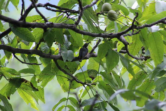 Image of Chestnut-vented Nuthatch