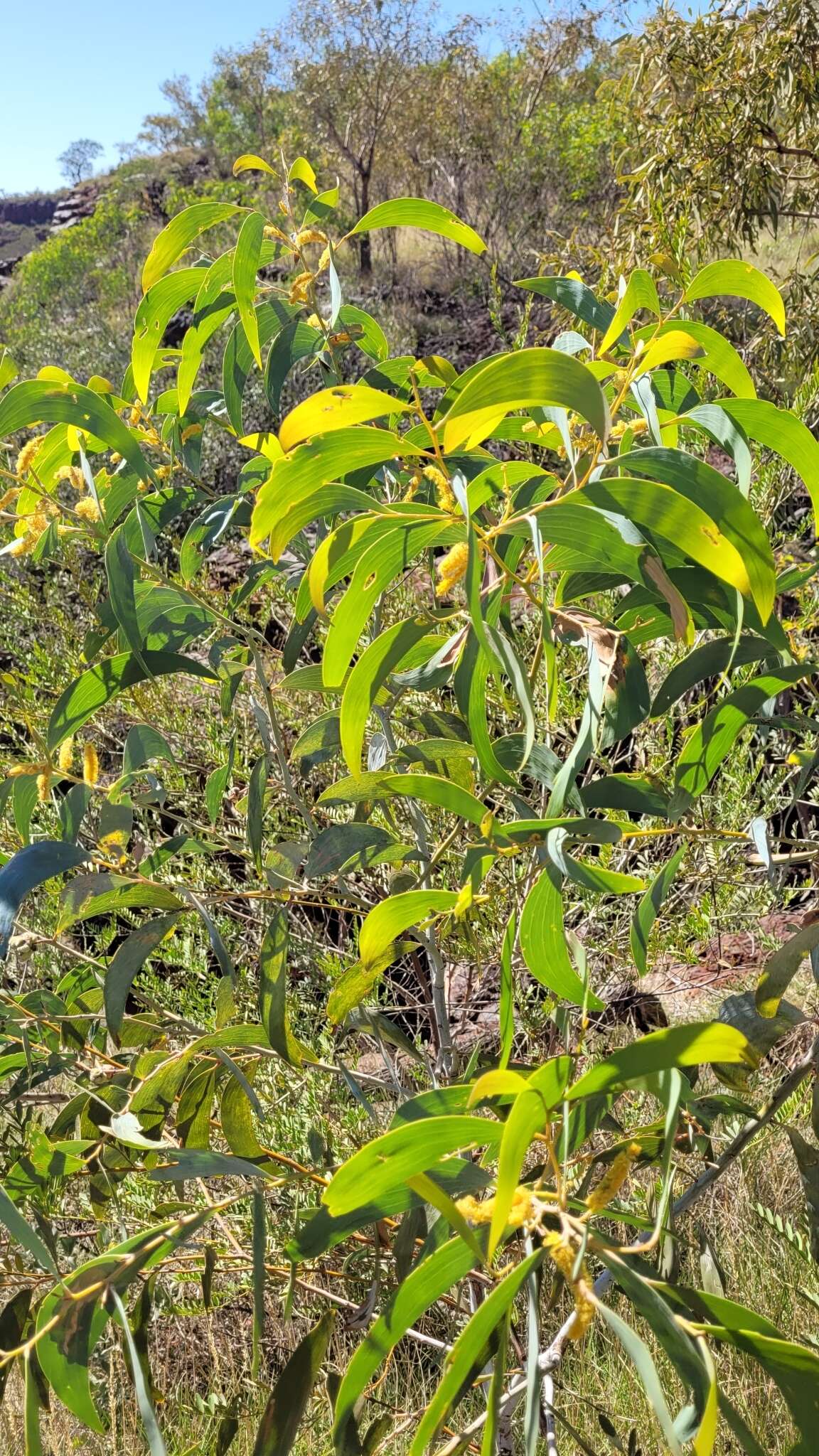 Image of Acacia tumida F. Muell. ex Benth.