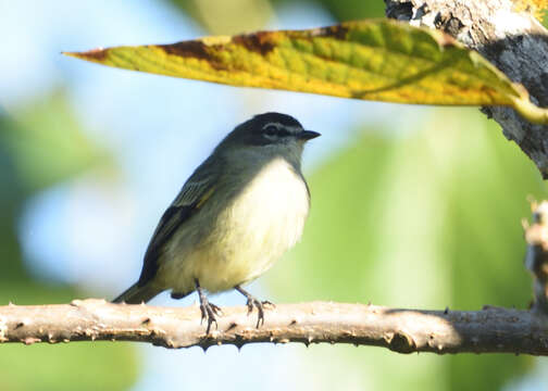 Image of Specious Tyrannulet