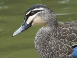 Image of Grey Duck