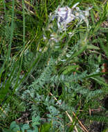 Image de Oxytropis argentata (Pall.) Pers.