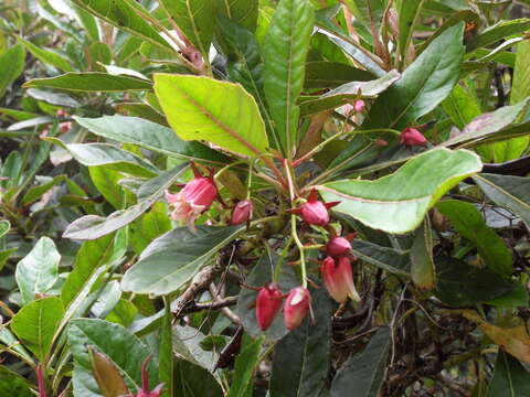 Image of Forgesia racemosa J. F. Gmel.