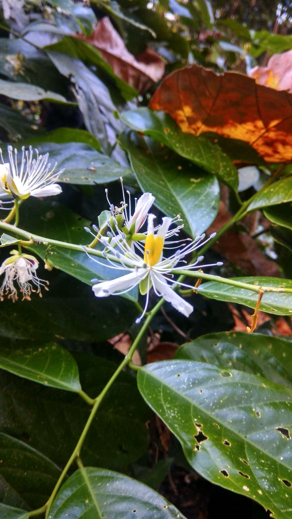 Слика од Capparis micracantha DC.