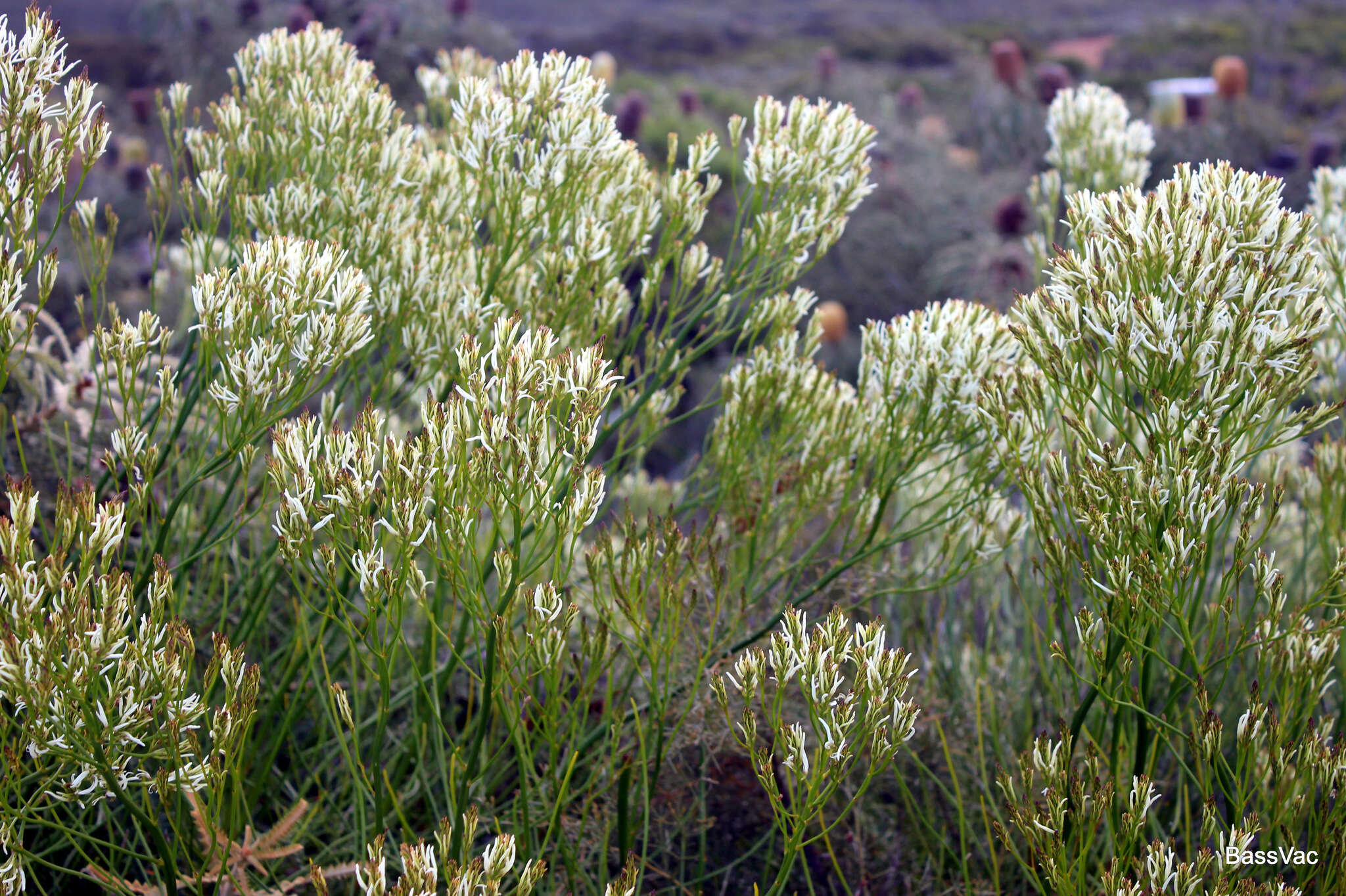 Sivun Conospermum teretifolium R. Br. kuva