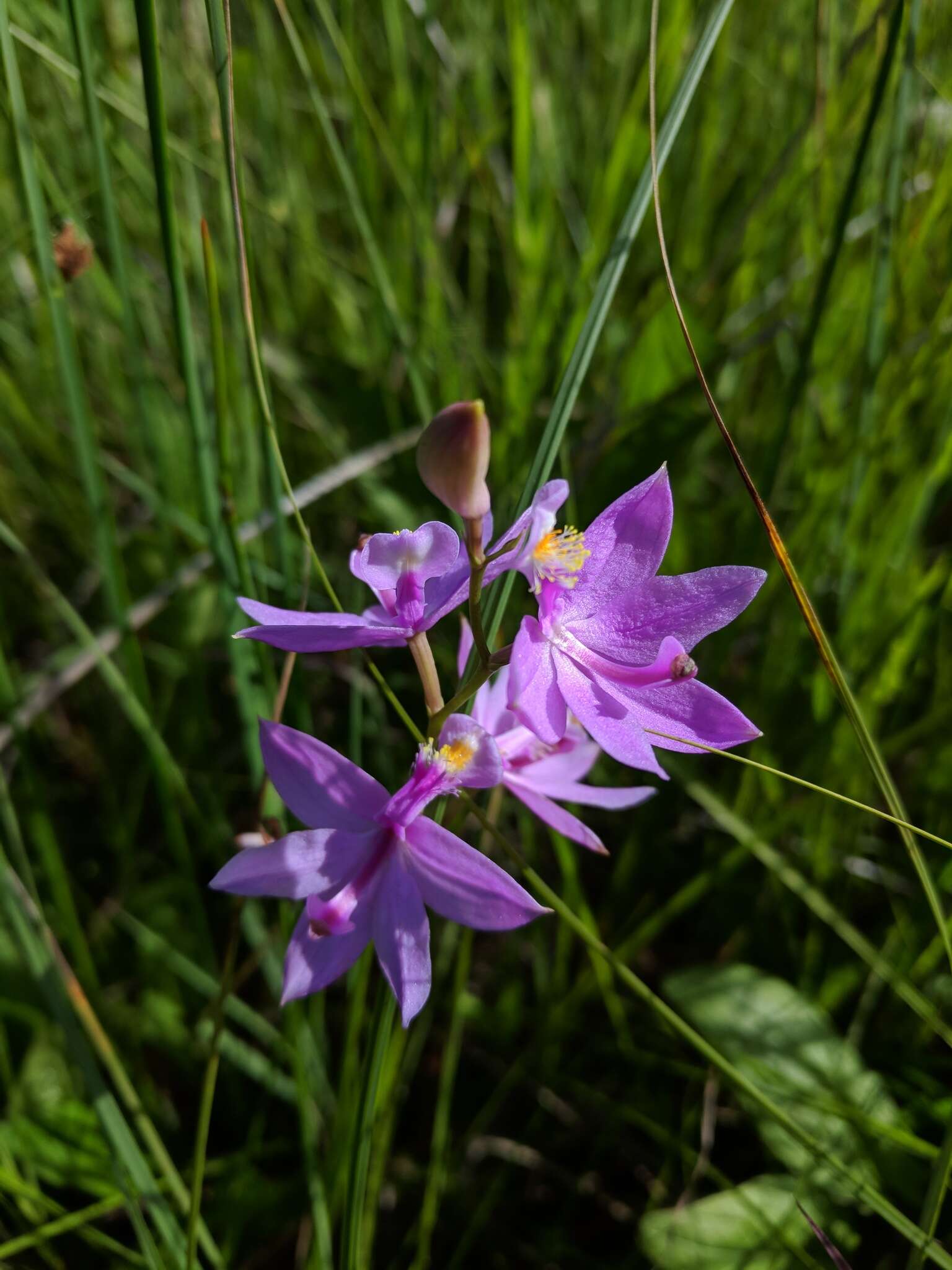 Image of Tuberous Grasspink