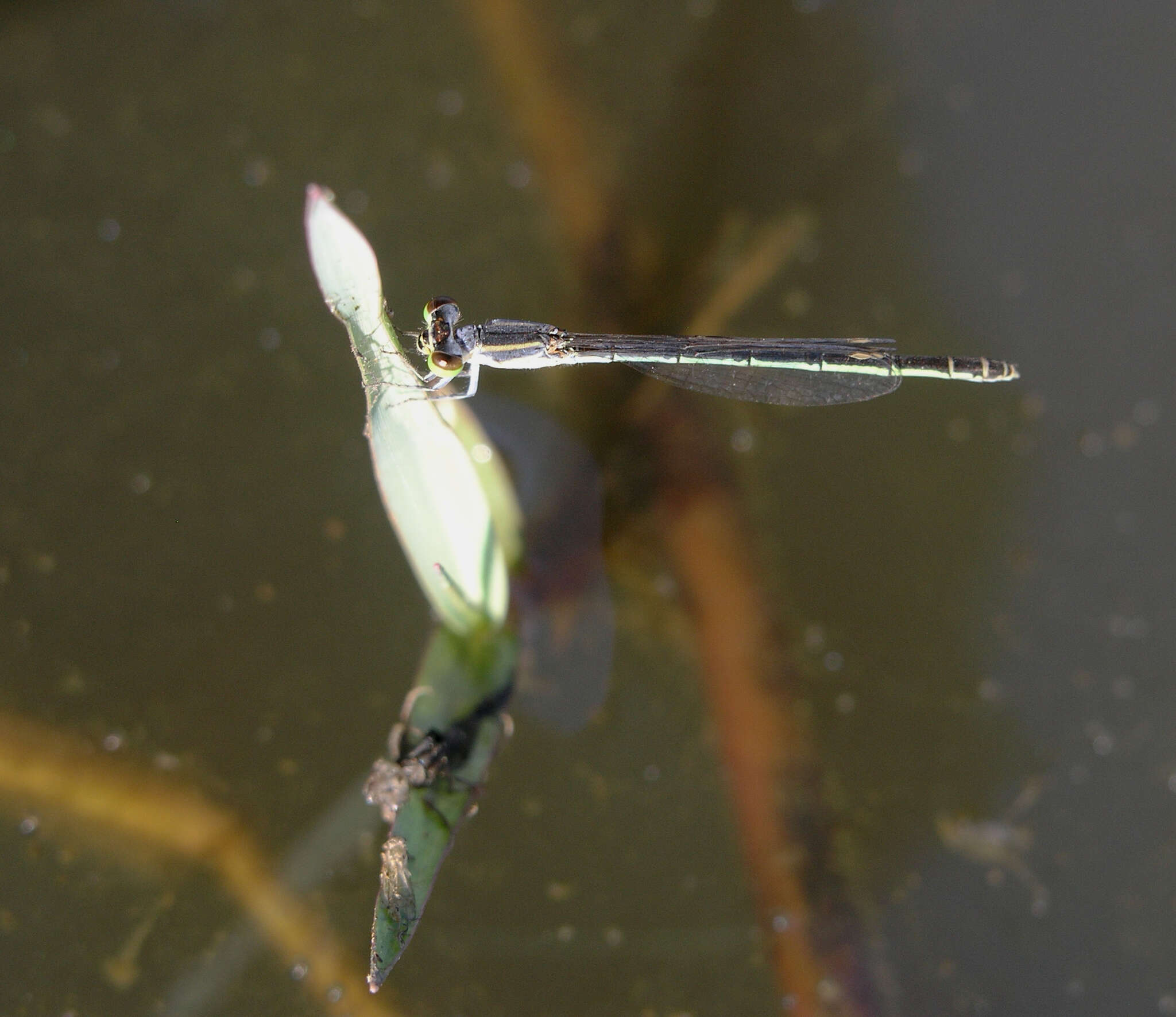 Imagem de Agriocnemis minima Selys 1877