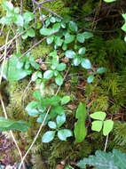 Image de Linnaea borealis L.