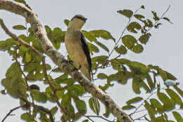 Pericrocotus cantonensis Swinhoe 1861 resmi