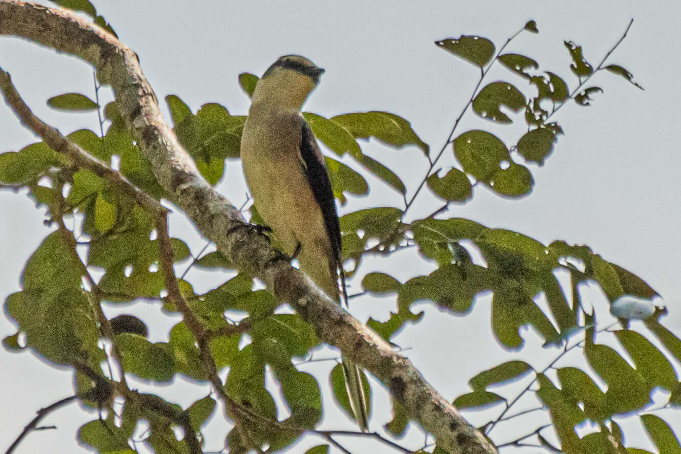 Pericrocotus cantonensis Swinhoe 1861 resmi