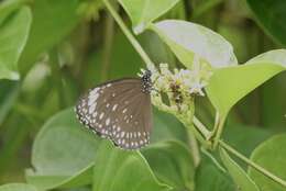 Euploea crameri Lucas 1853的图像