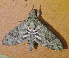 Image of Pink-spotted Hawkmoth