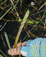 Imagem de Sagittaria subulata (L.) Buchenau