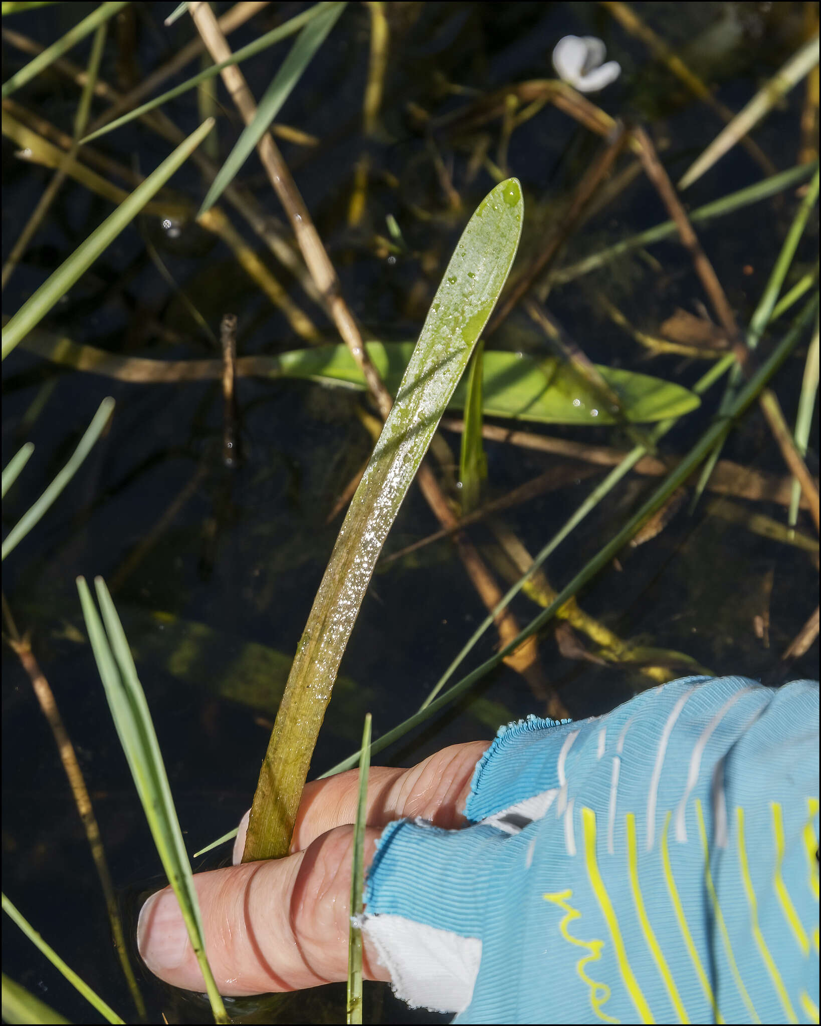 Imagem de Sagittaria subulata (L.) Buchenau