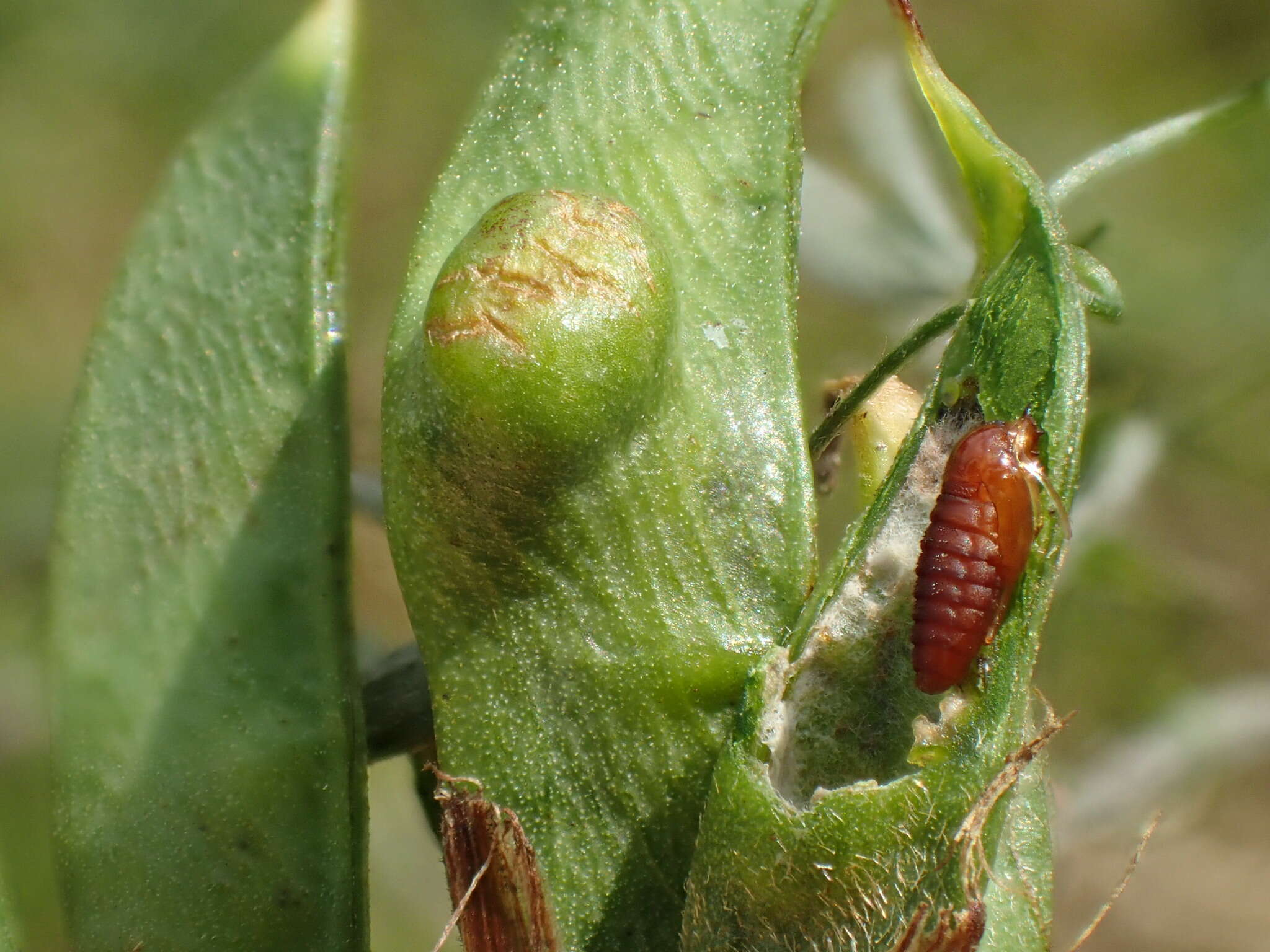 Image of Asphondylia lathyri Rübsaamen 1914