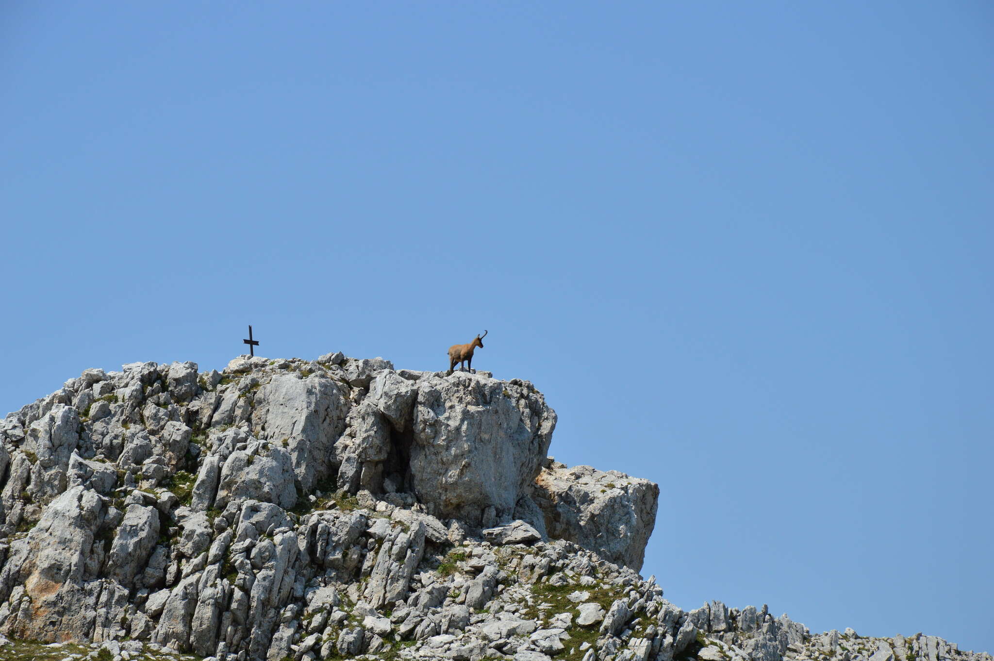 Image of Apennine chamois