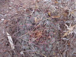 Image of Thelocactus hexaedrophorus (Lem.) Britton & Rose