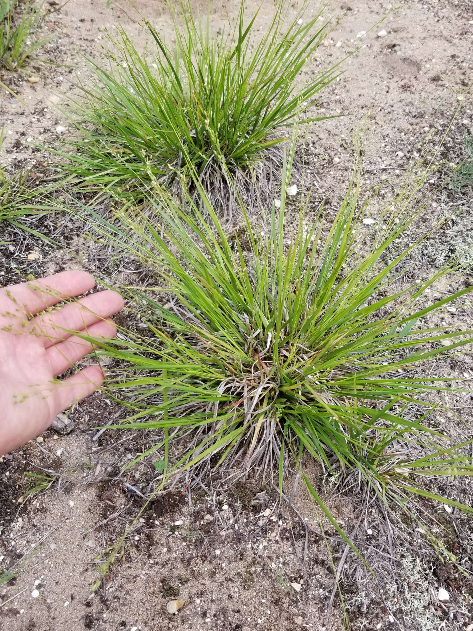 Image of starved panicgrass