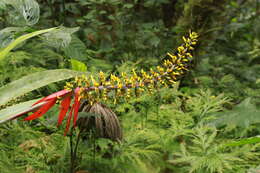 Слика од Aechmea angustifolia Poepp. & Endl.