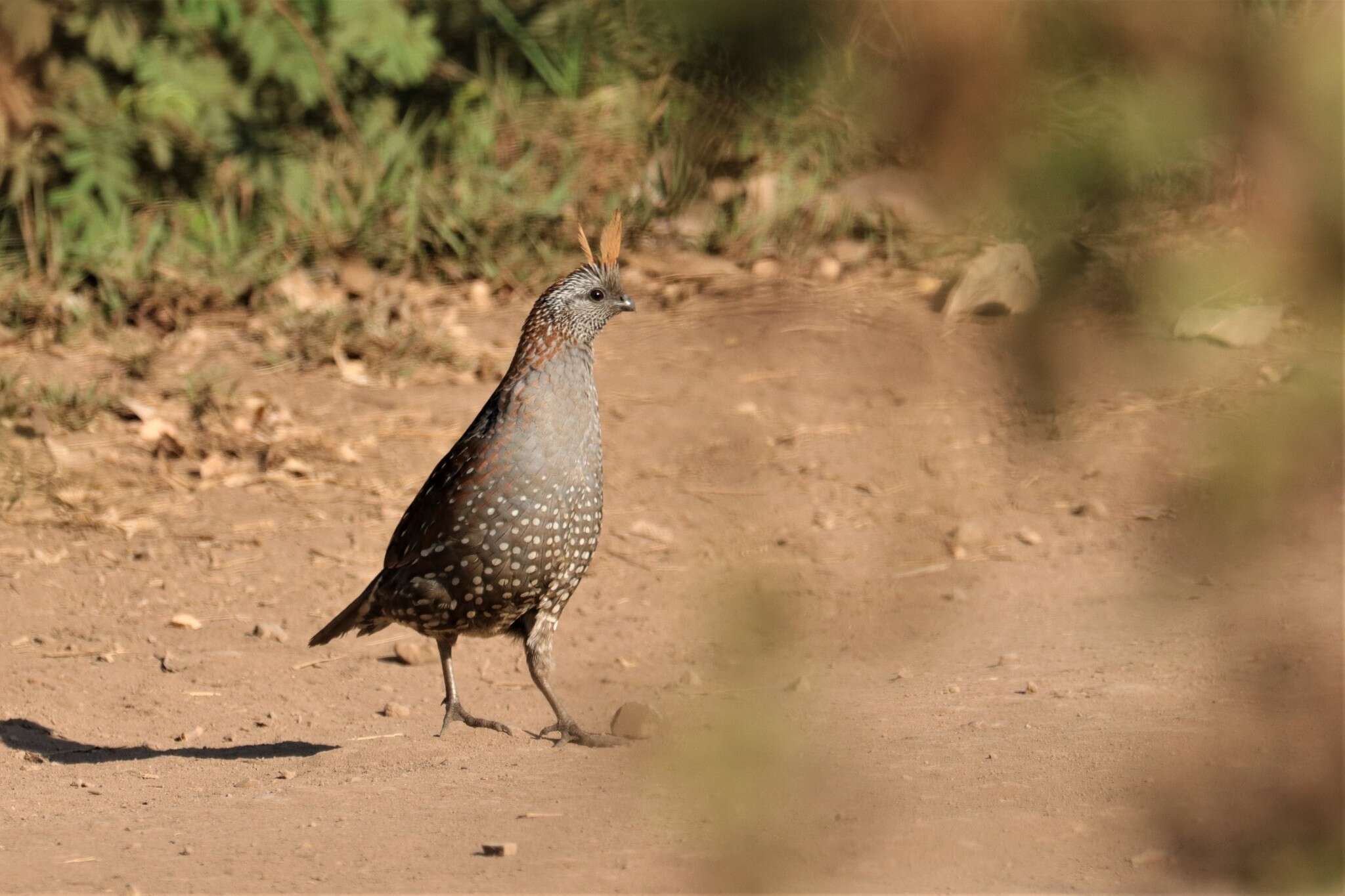 Image of Elegant Quail