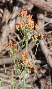 Image of Common kalanchoe