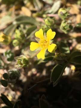 Sivun <i>Potentilla luteosericea</i> kuva