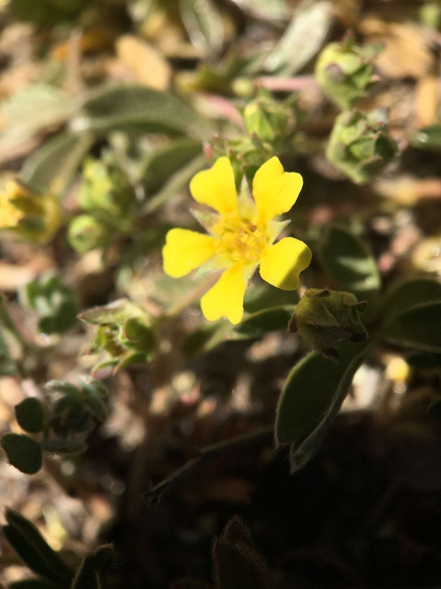 Image of <i>Potentilla luteosericea</i>