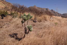 Image de Leucadendron argenteum (L.) R. Br.