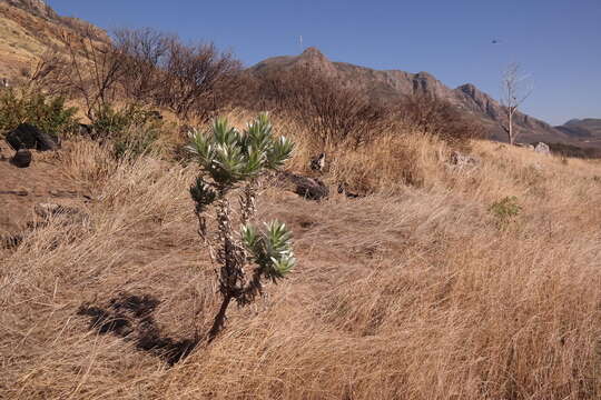 Image of Silver tree