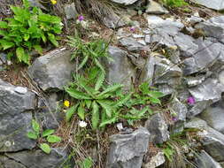 Image of Carduus defloratus subsp. defloratus