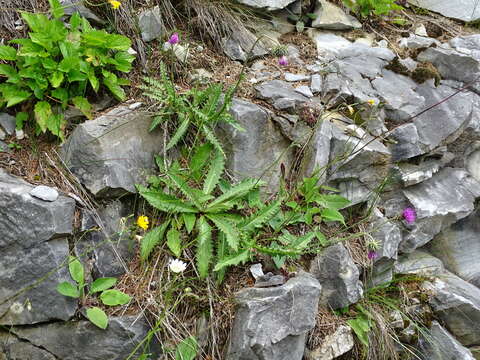 Imagem de Carduus defloratus subsp. defloratus