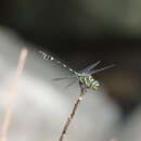 Image of Ictinogomphus celebensis (Schmidt 1934)