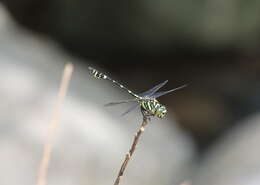 Image of Ictinogomphus celebensis (Schmidt 1934)