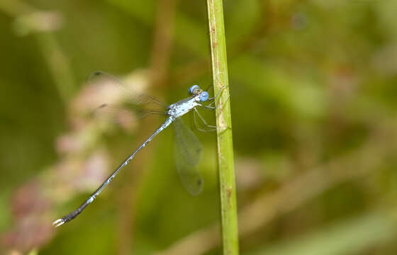 Image of Lestes praevius Lieftinck 1940