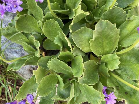 Primula latifolia Lapeyr. resmi