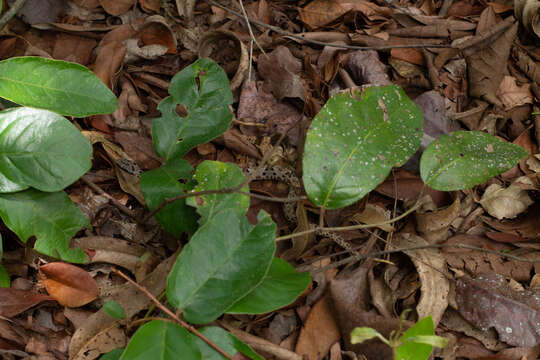 Image of Bothrops pauloensis Amaral 1925